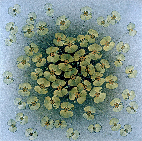 cd06-055-fleurs_d_euphorbes.jpg