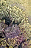 cd06-002-bouquet_de_18cf8a9