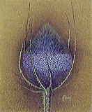 cd08-033-fleur_de_cardere
